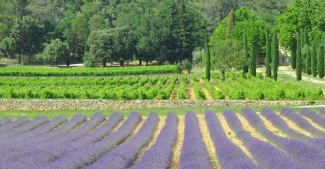 Séjour « Art de Vivre et Culture » en Provence Verte & Verdon