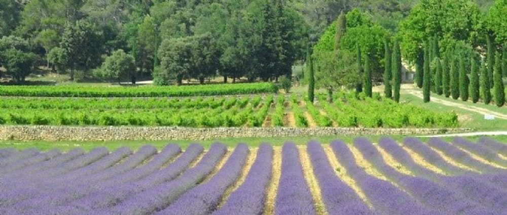 plateau de Valensole